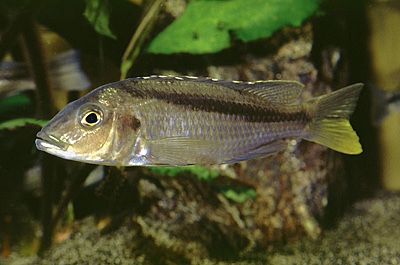 Mylochromis sp. 'kande' Kande Island
